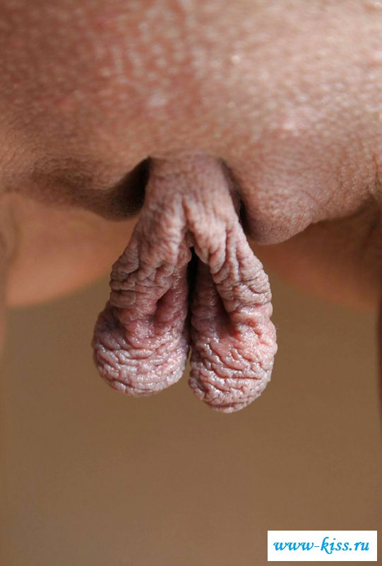 Сучки с большими клиторами на вульвах