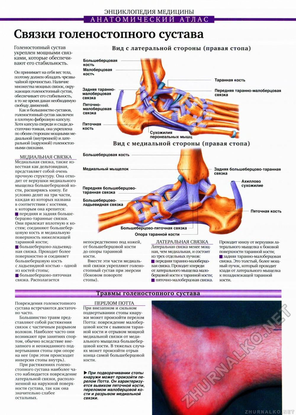 Огромные мужские попки