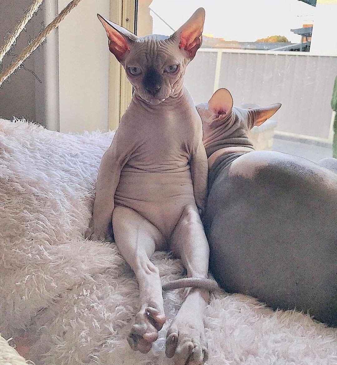 Аниме неко этти