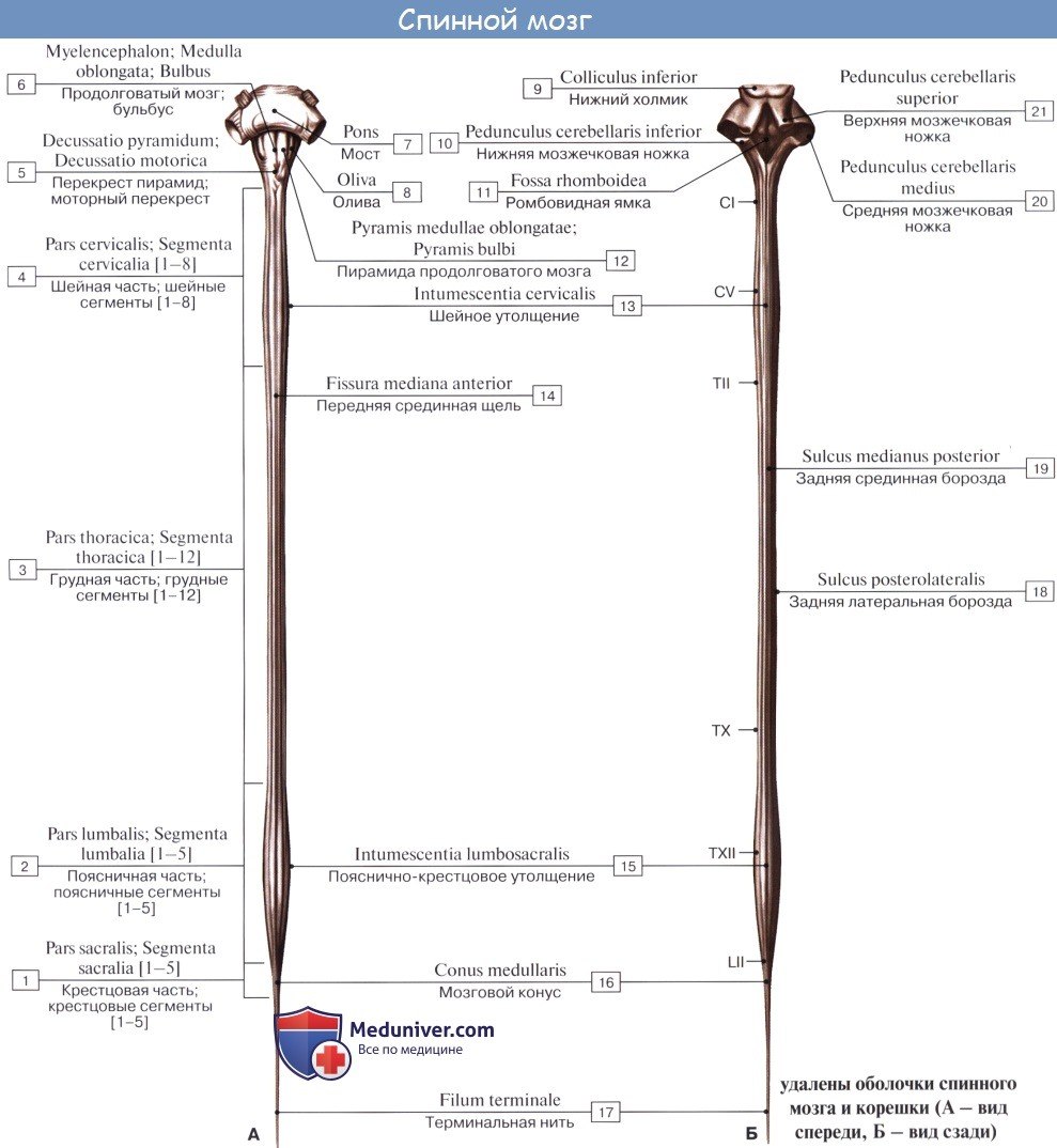 Внешнее строение спинного мозга вид сзади и спереди