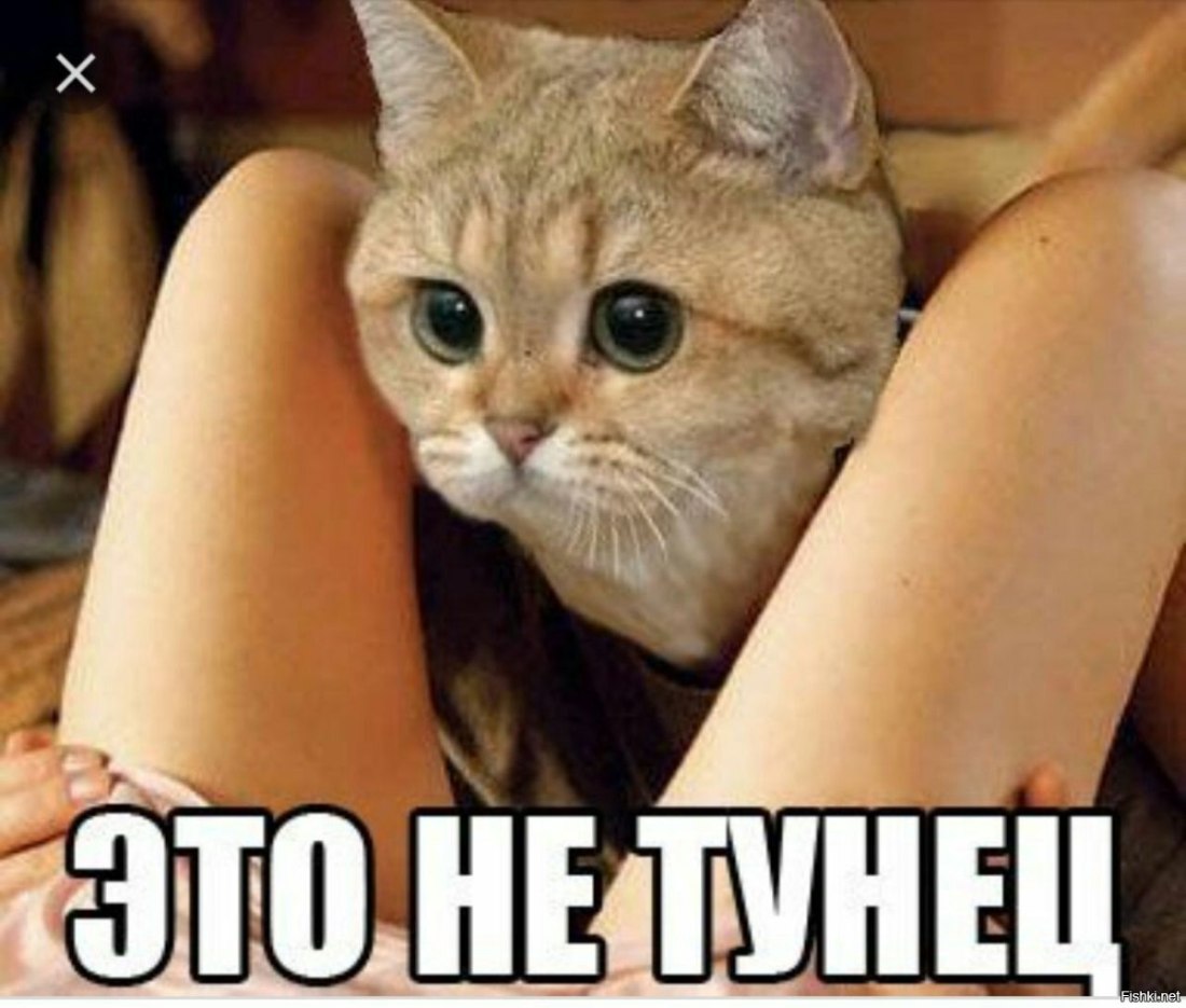 Девушка кошка