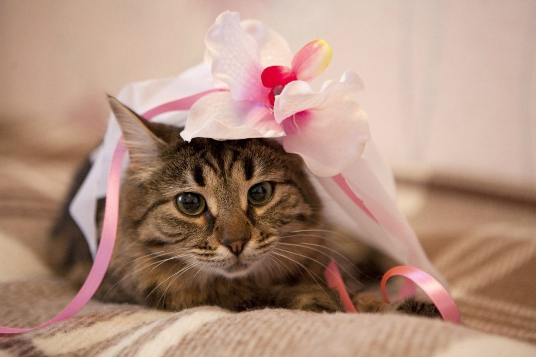 Анастасия Богослова (Перетятько)