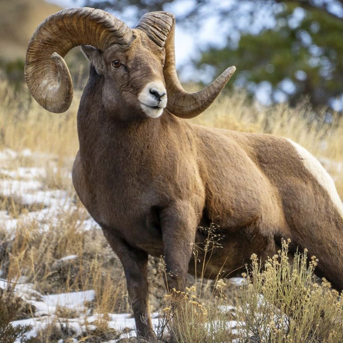 Рыцарь со стрелой