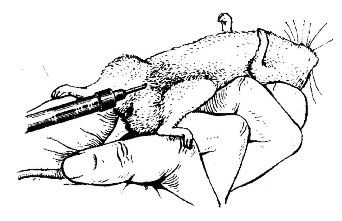 Трупы после перестрелки
