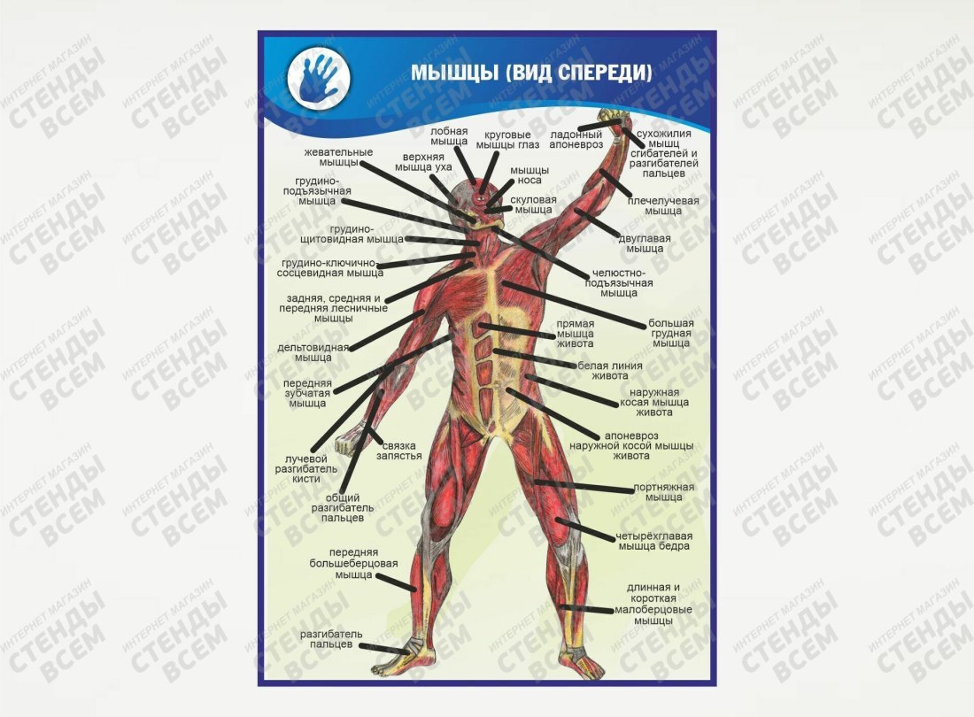Джинсы женские вид сзади и сбоку
