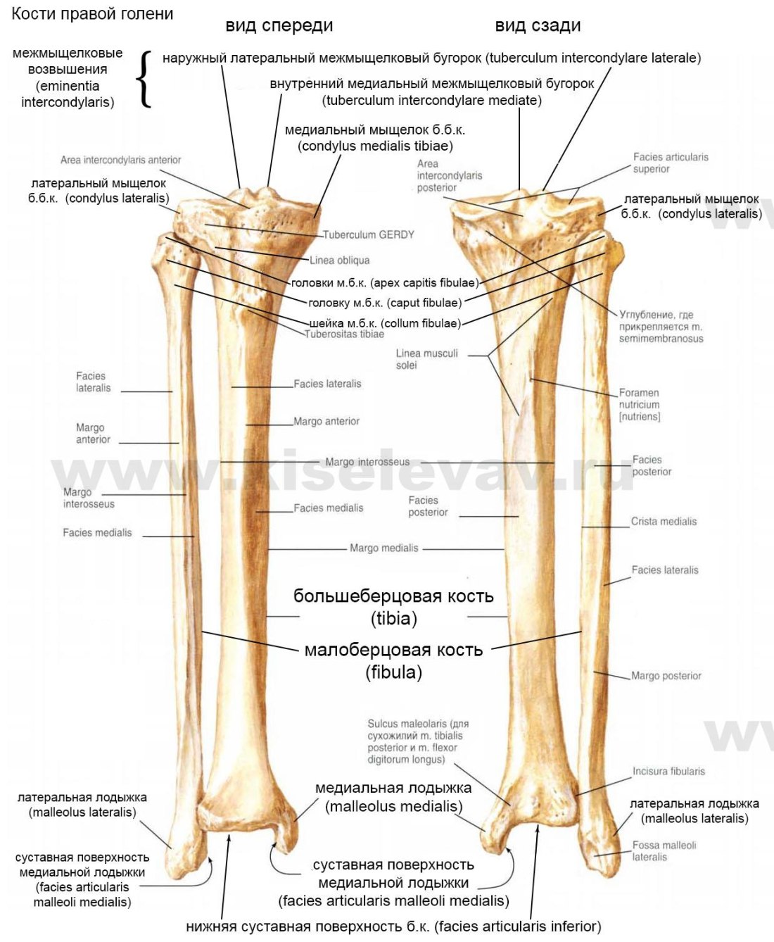 Кости голени вид спереди и сзади