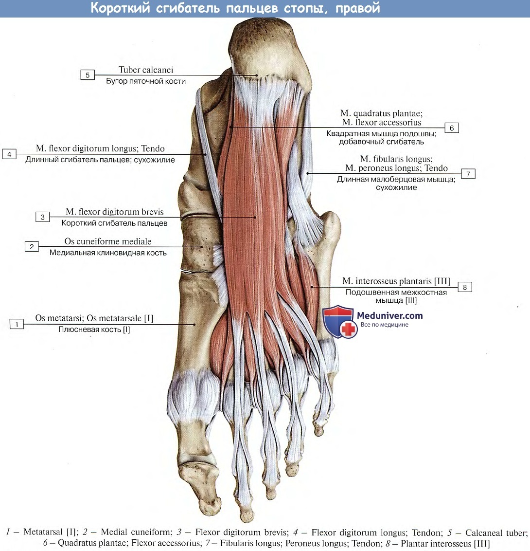 Мышца короткий сгибатель пальцев стопы