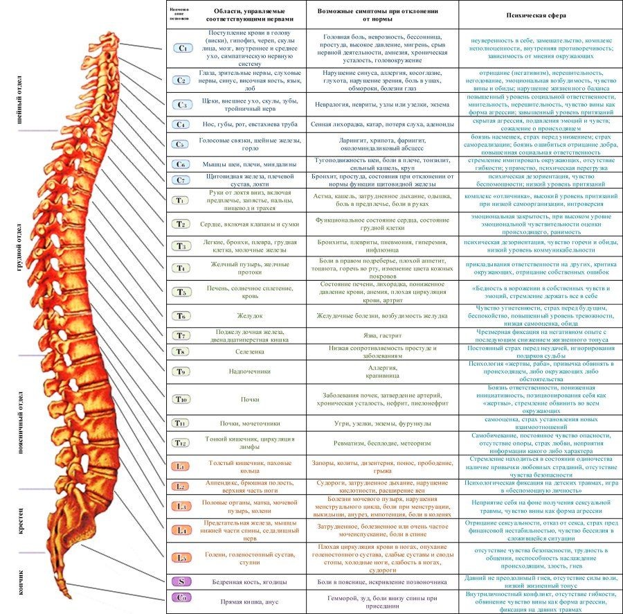 Макет внутренних органов человека для детей