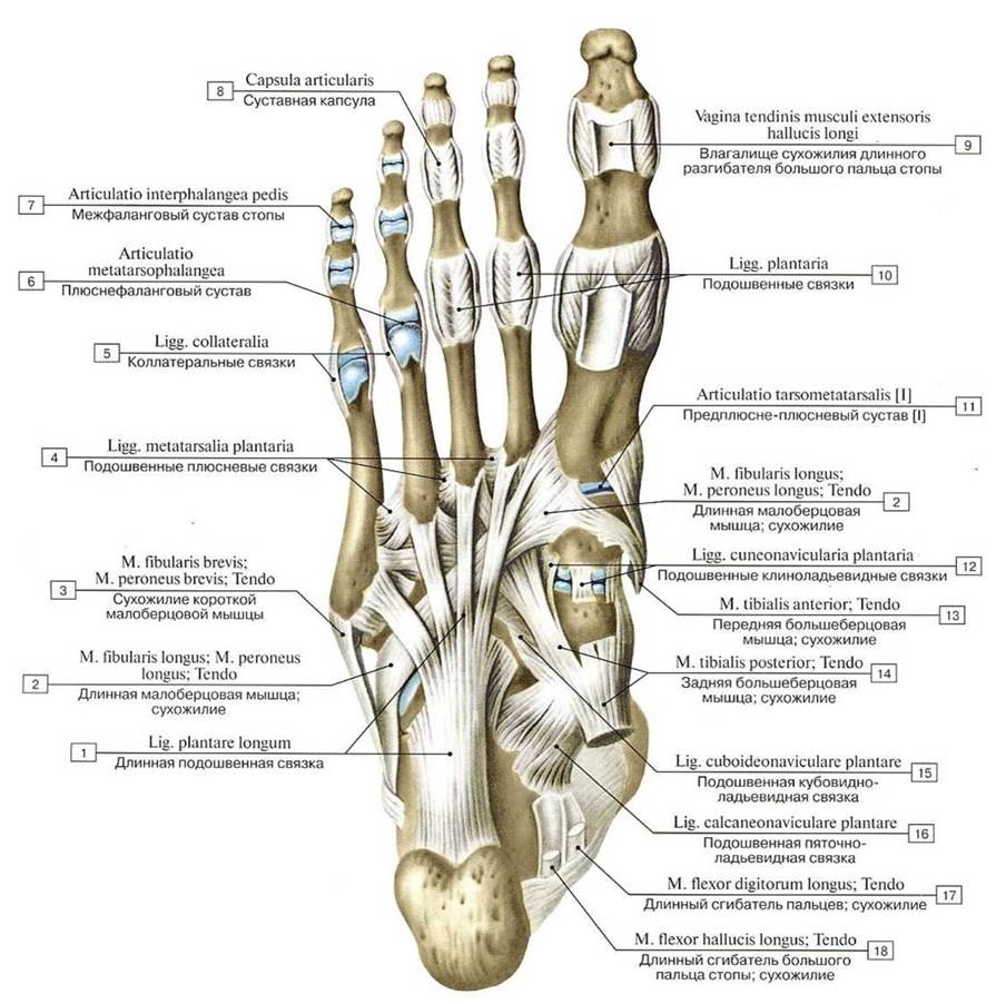 Соединения костей голени и стопы анатомия