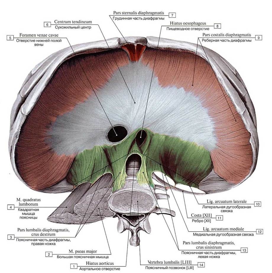 Диафрагма анатомия мышцы