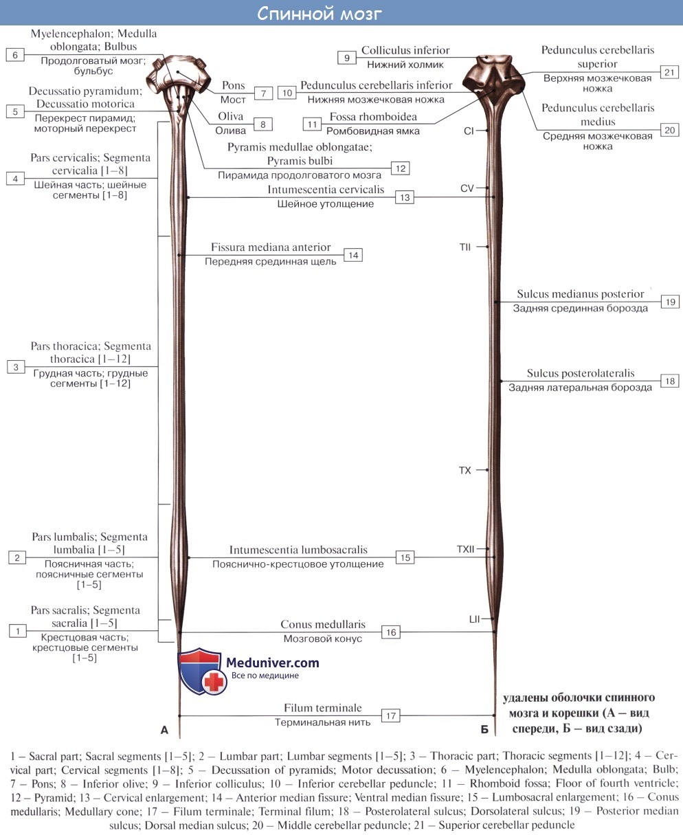 Ласки писи сзади крупно