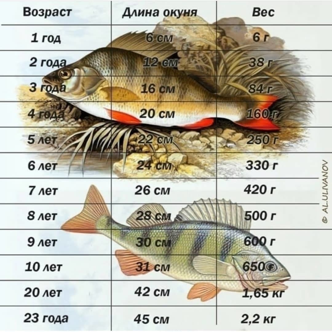 Попа Анжелы