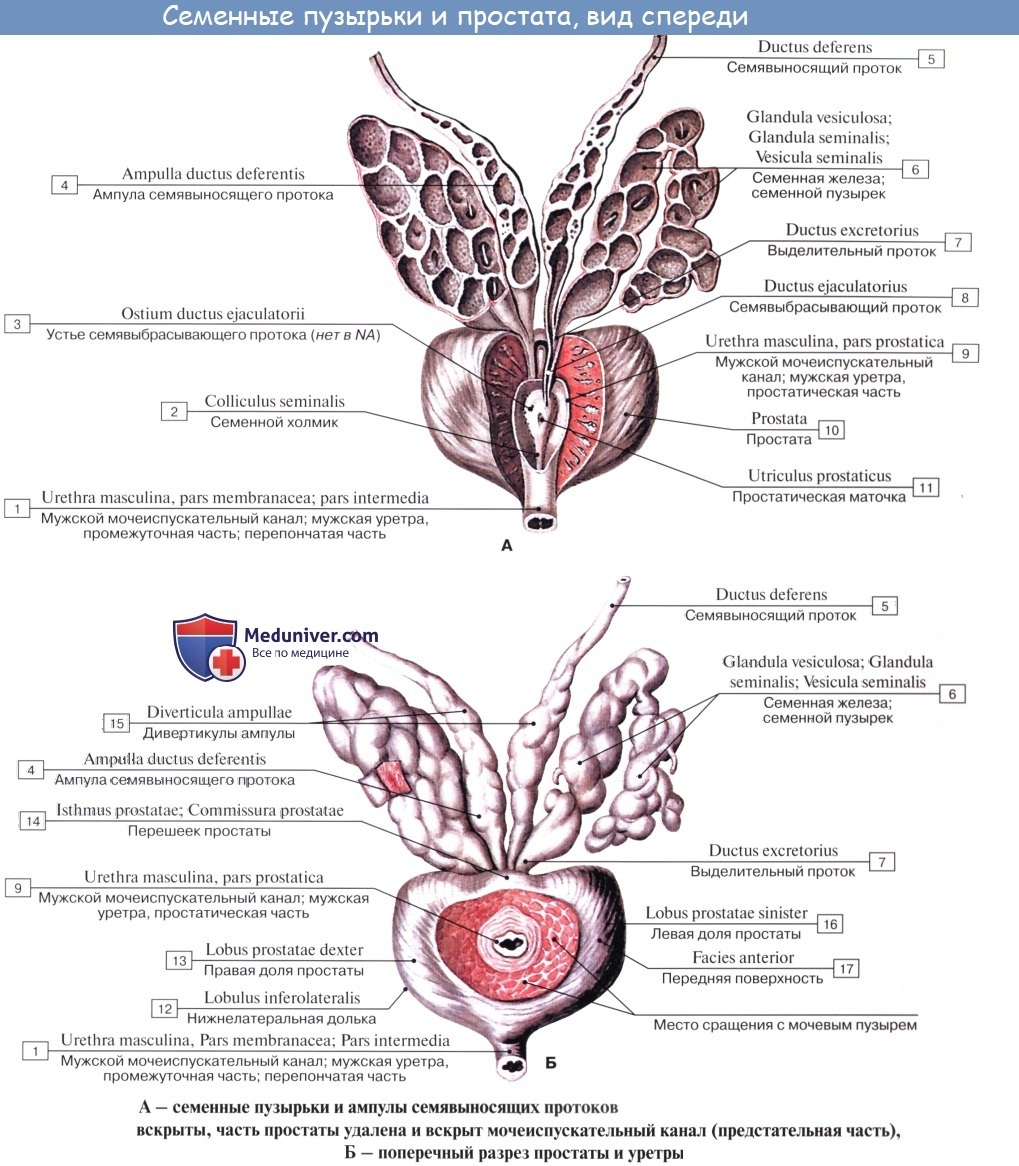 Предстательная железа и семенные пузырьки анатомия