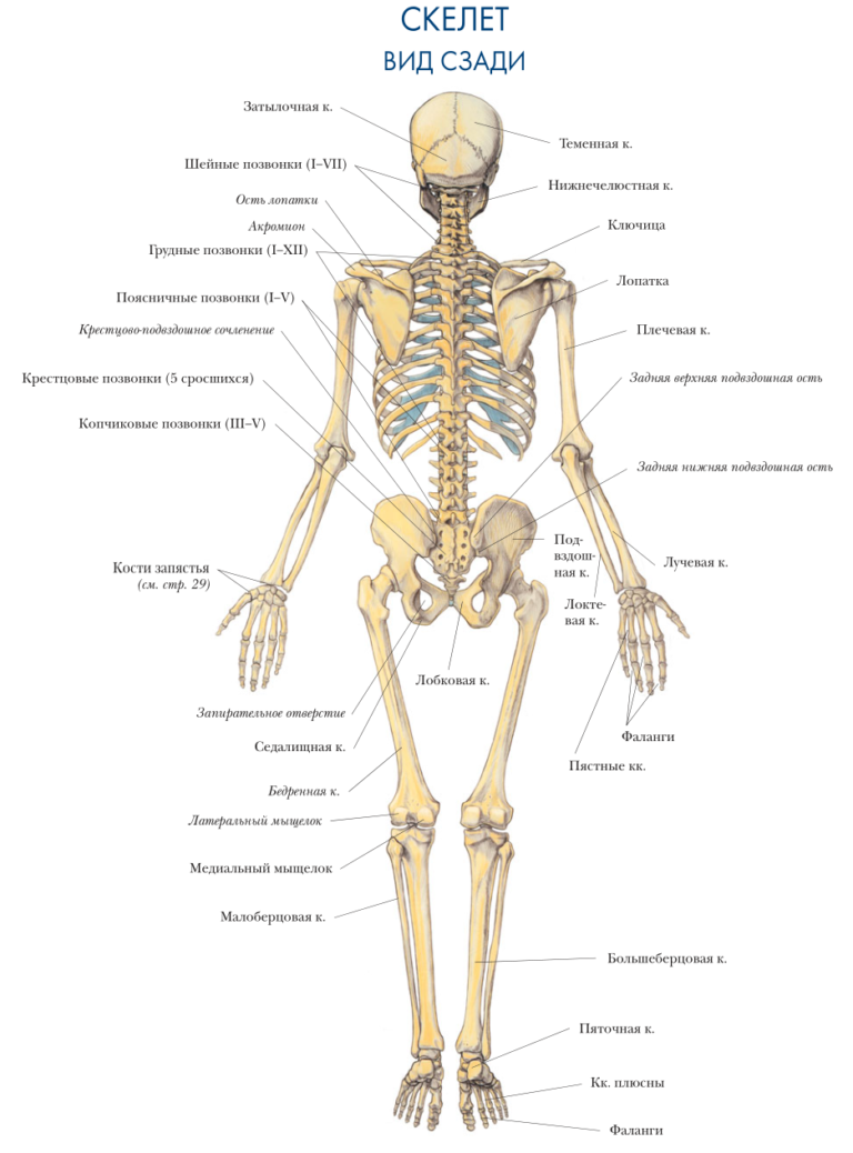 Костная система человека анатомия