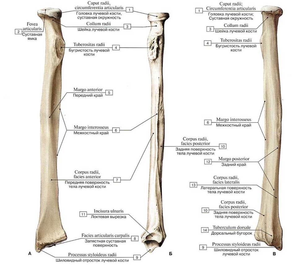 Локтевая кость анатомия латынь