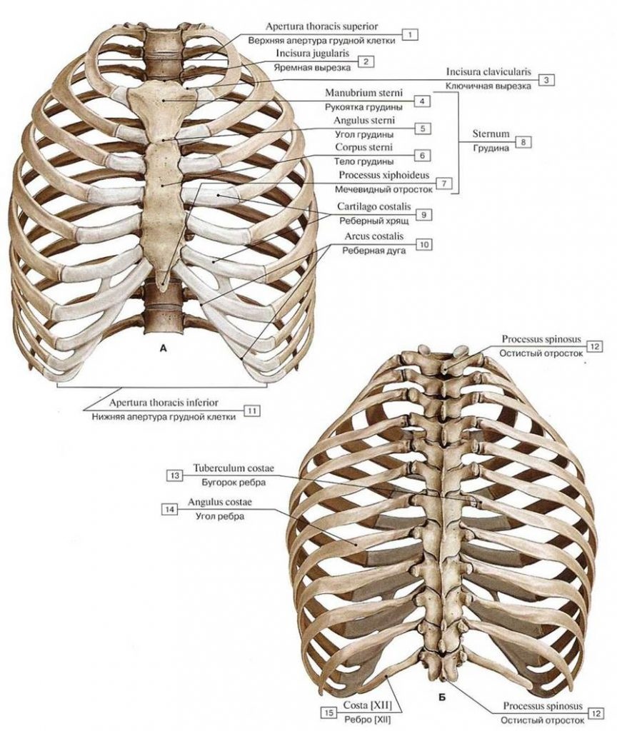 Скелет туловища грудная клетка строение