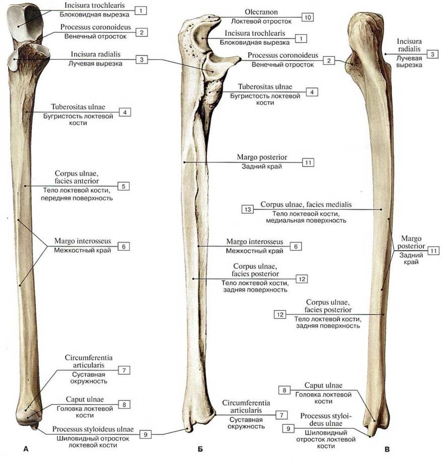 Локтевая кость строение на латыни