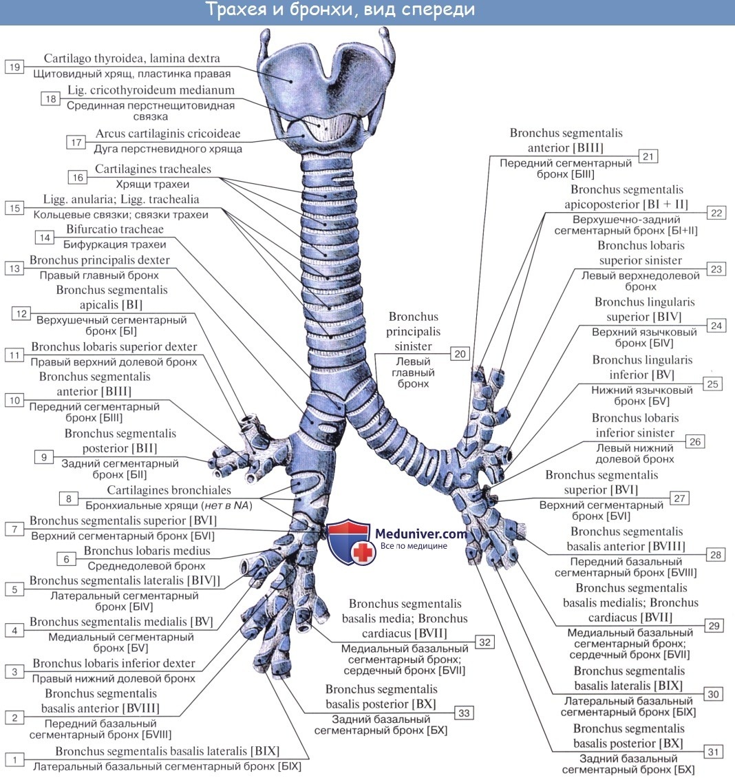 Трахея и бронхи вид спереди