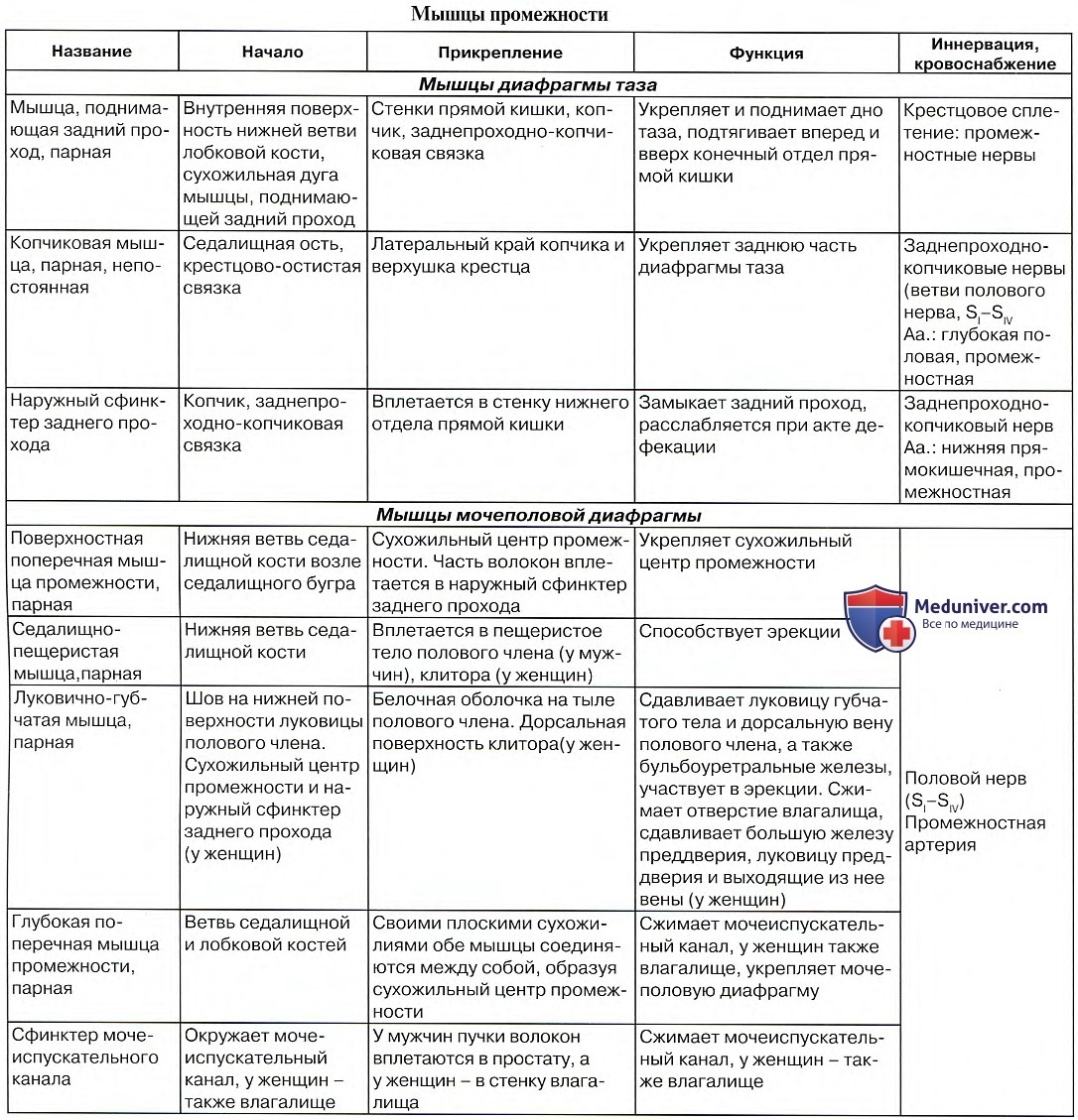 Сухожильный центр промежности анатомия