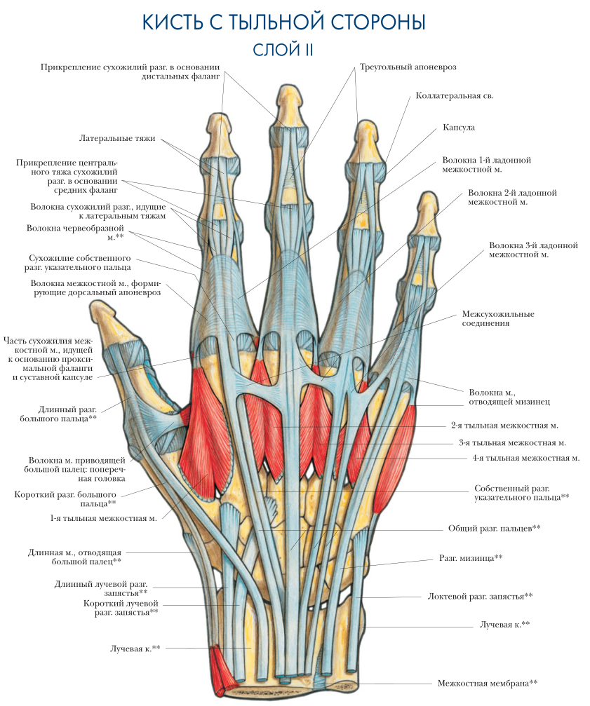 Анатомия кисти человека мышцы и связки