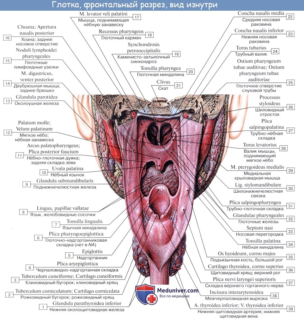 Глоточная полость анатомия
