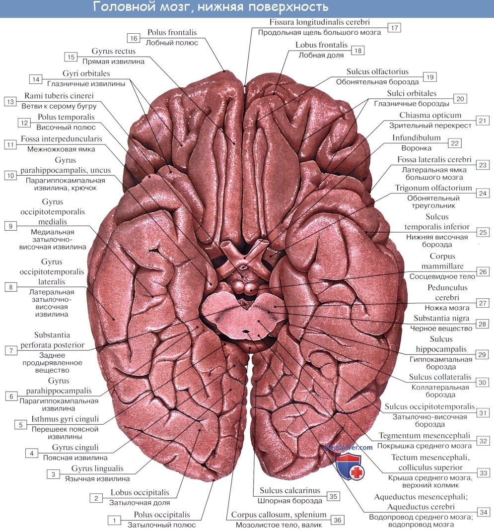 Строение мозга снизу