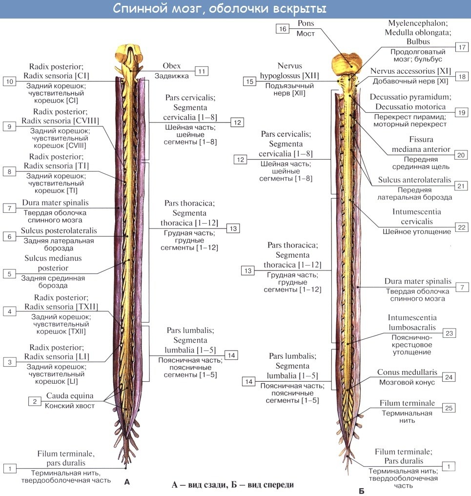 Бритые киски в стрингах