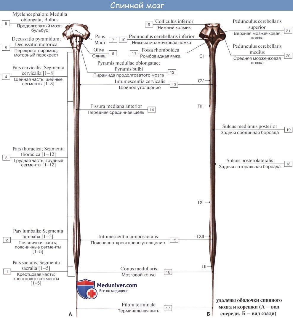 Красивые голые попки японок