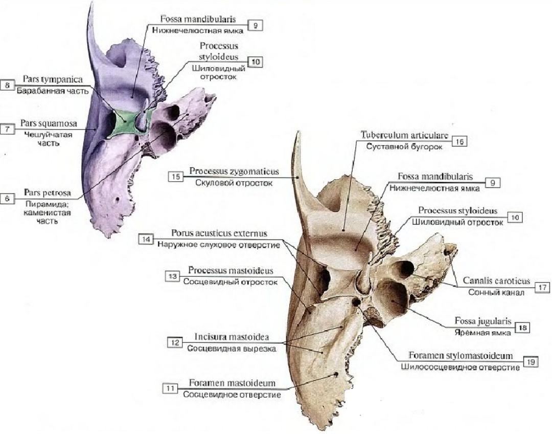 Височная кость нижняя поверхность пирамиды