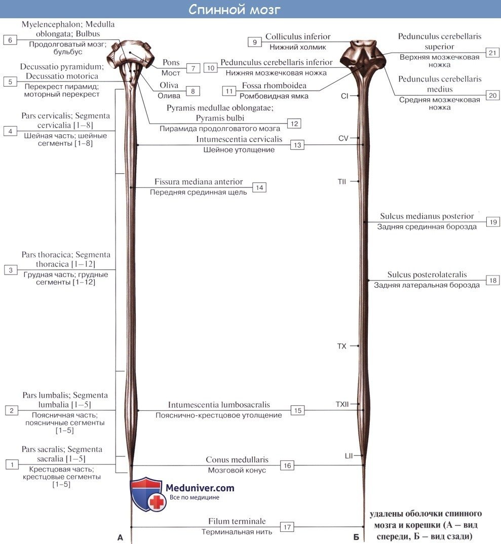 Сесамовидная кость коленного сустава
