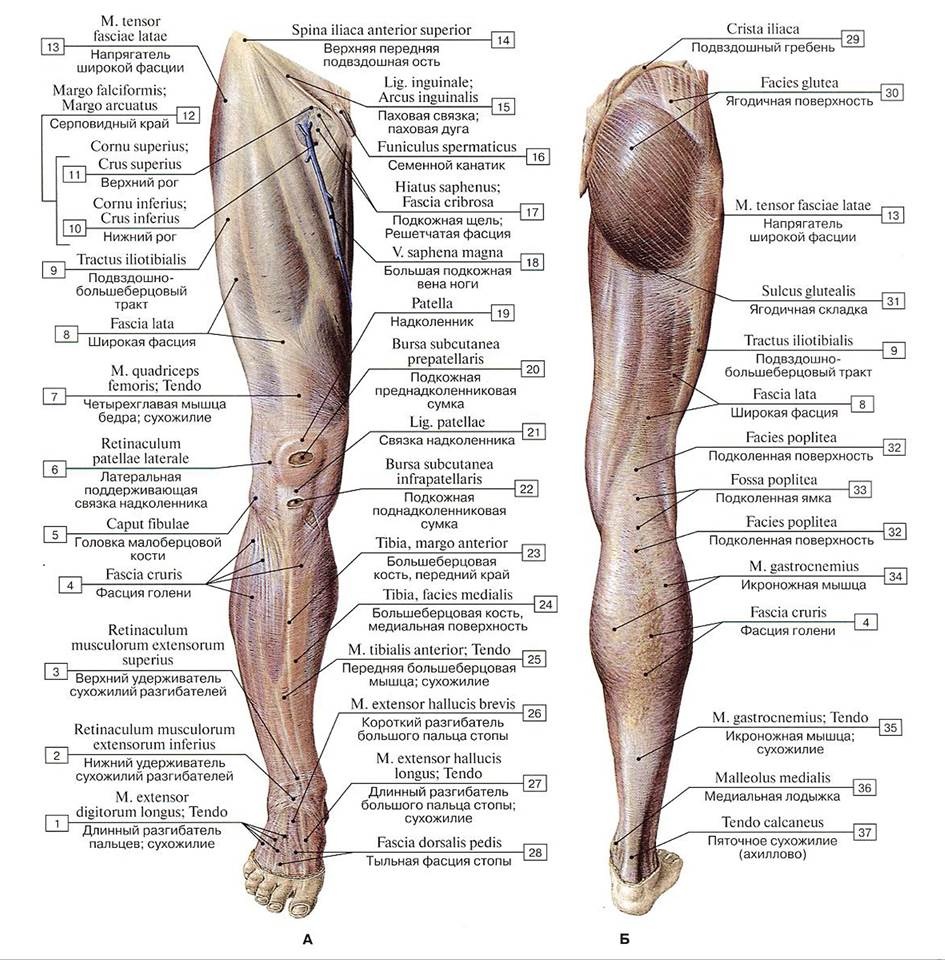 Основные мышцы нижней конечности анатомия