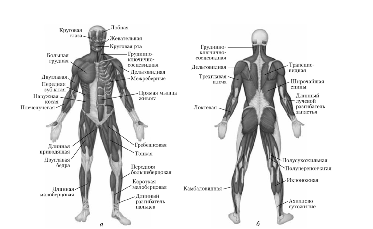 Передняя часть человека. Мышцы туловища и конечностей вид спереди.