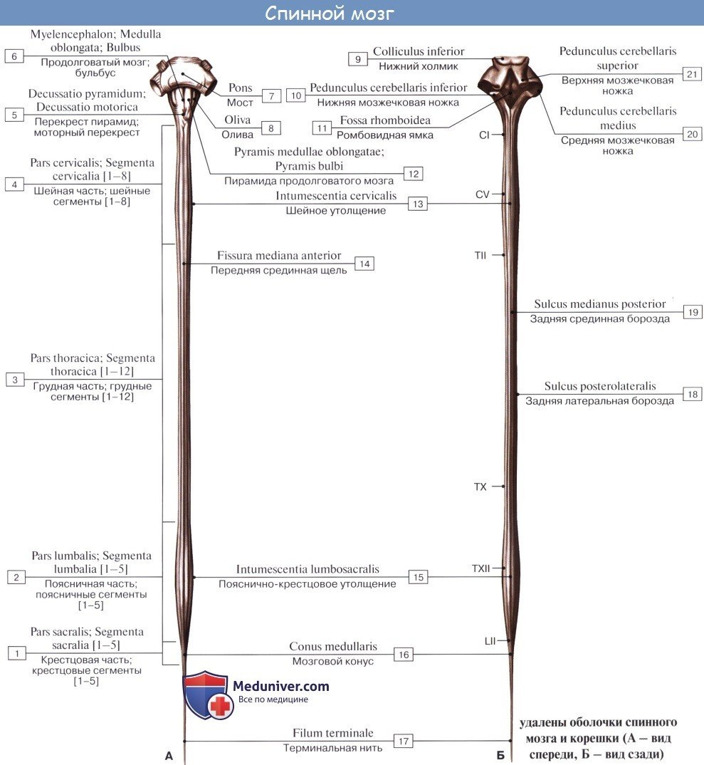 Старые волосатые задницы