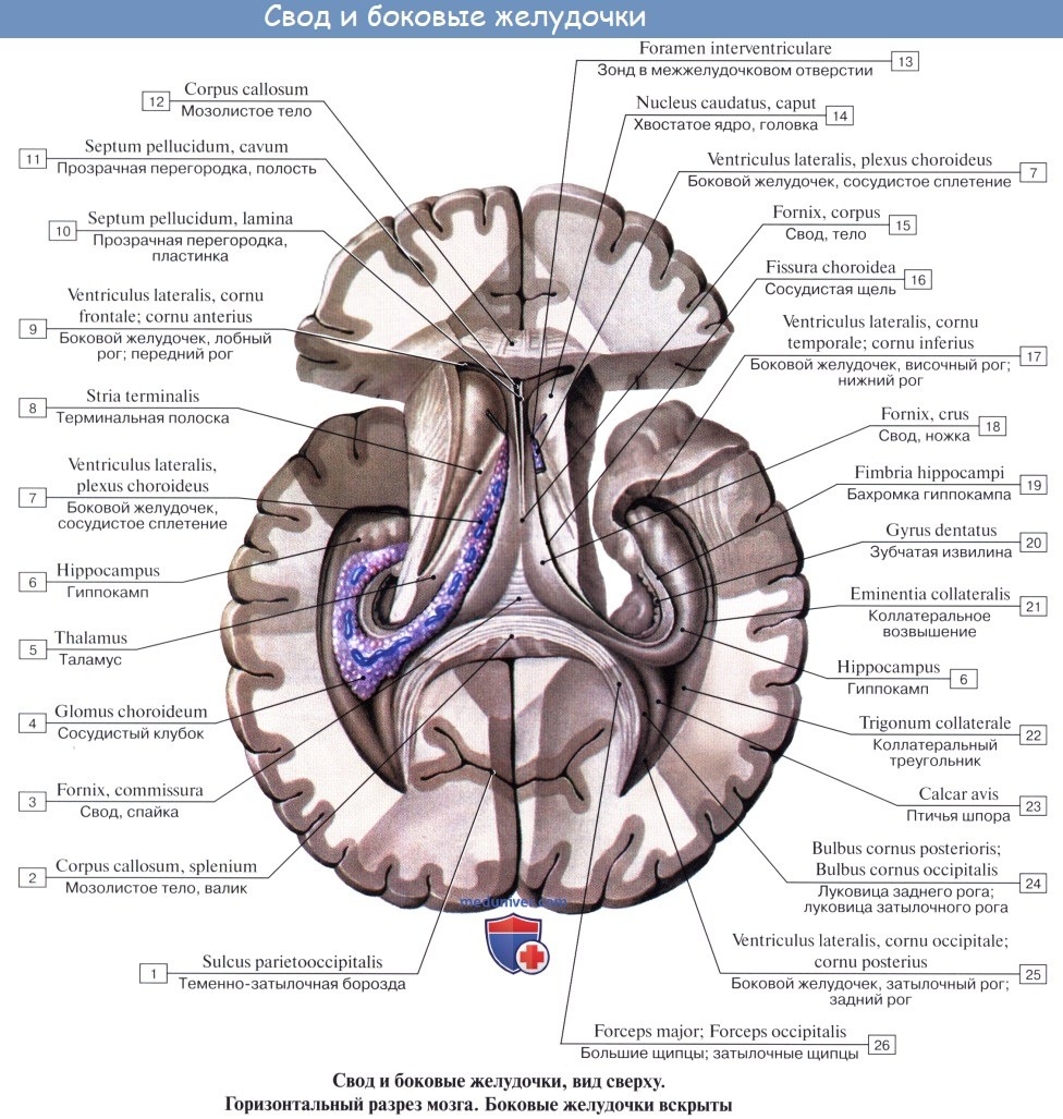 Строение боковых желудочков головного мозга