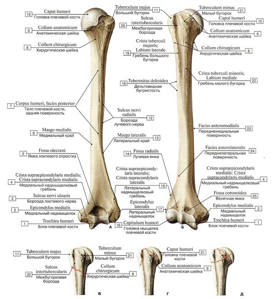 Борозда лучевого нерва плечевой кости
