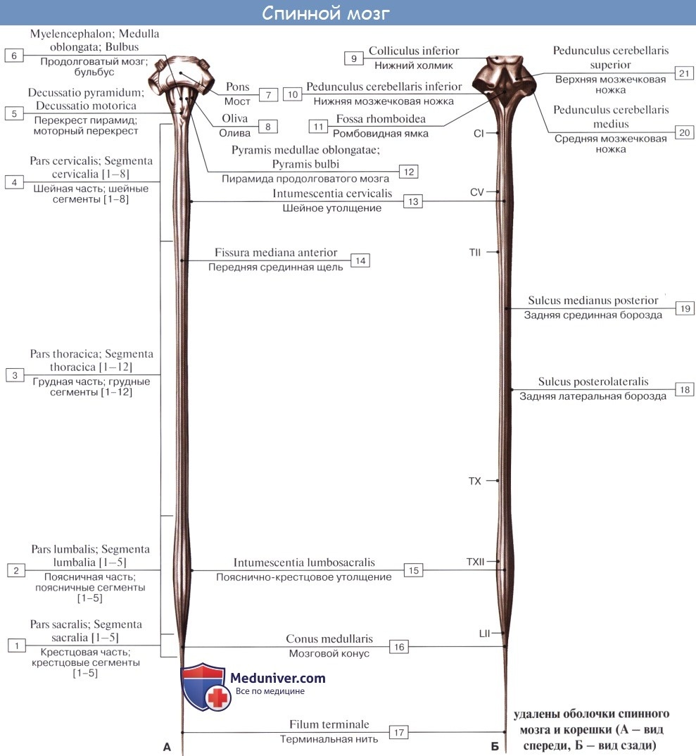 Спинной мозг вид спереди и вид сзади
