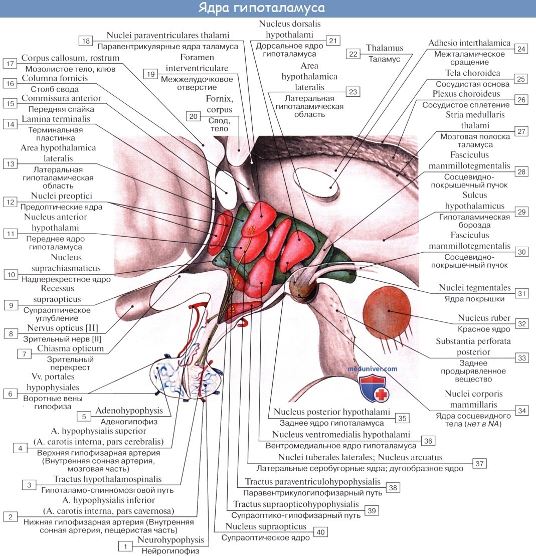 Гипоталамус анатомия серый бугор