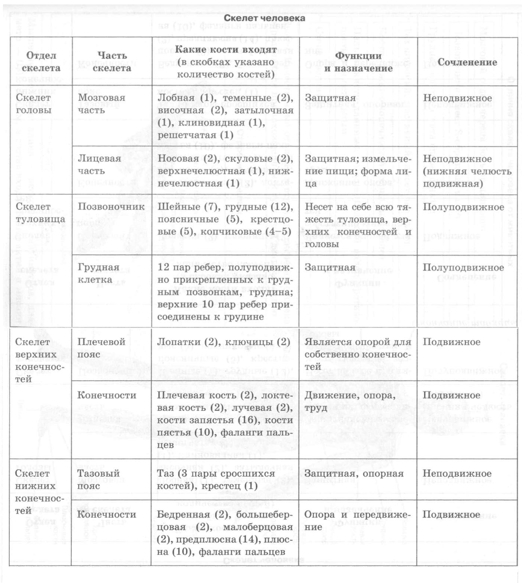 Таблица отделы тела отделы скелета кости скелета