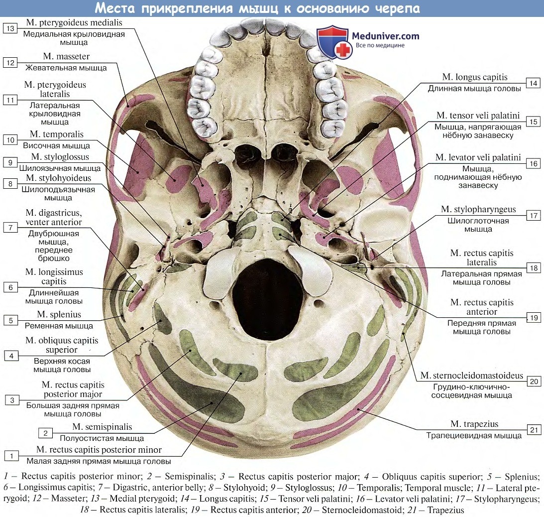Строение черепа снизу