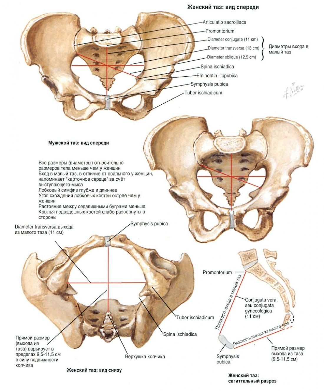 Анатомия малый таз кости