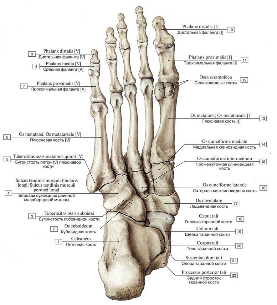 Кости стопы анатомия вид сверху и снизу