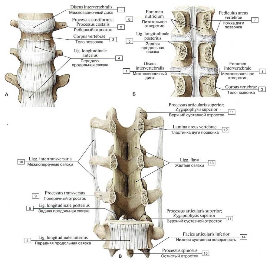 Соединение позвонков вид сбоку
