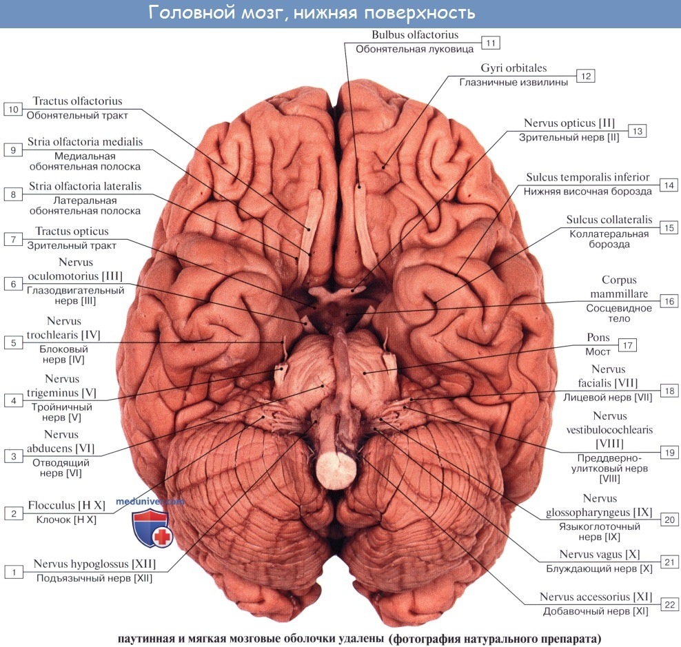 Обонятельный мозг латынь