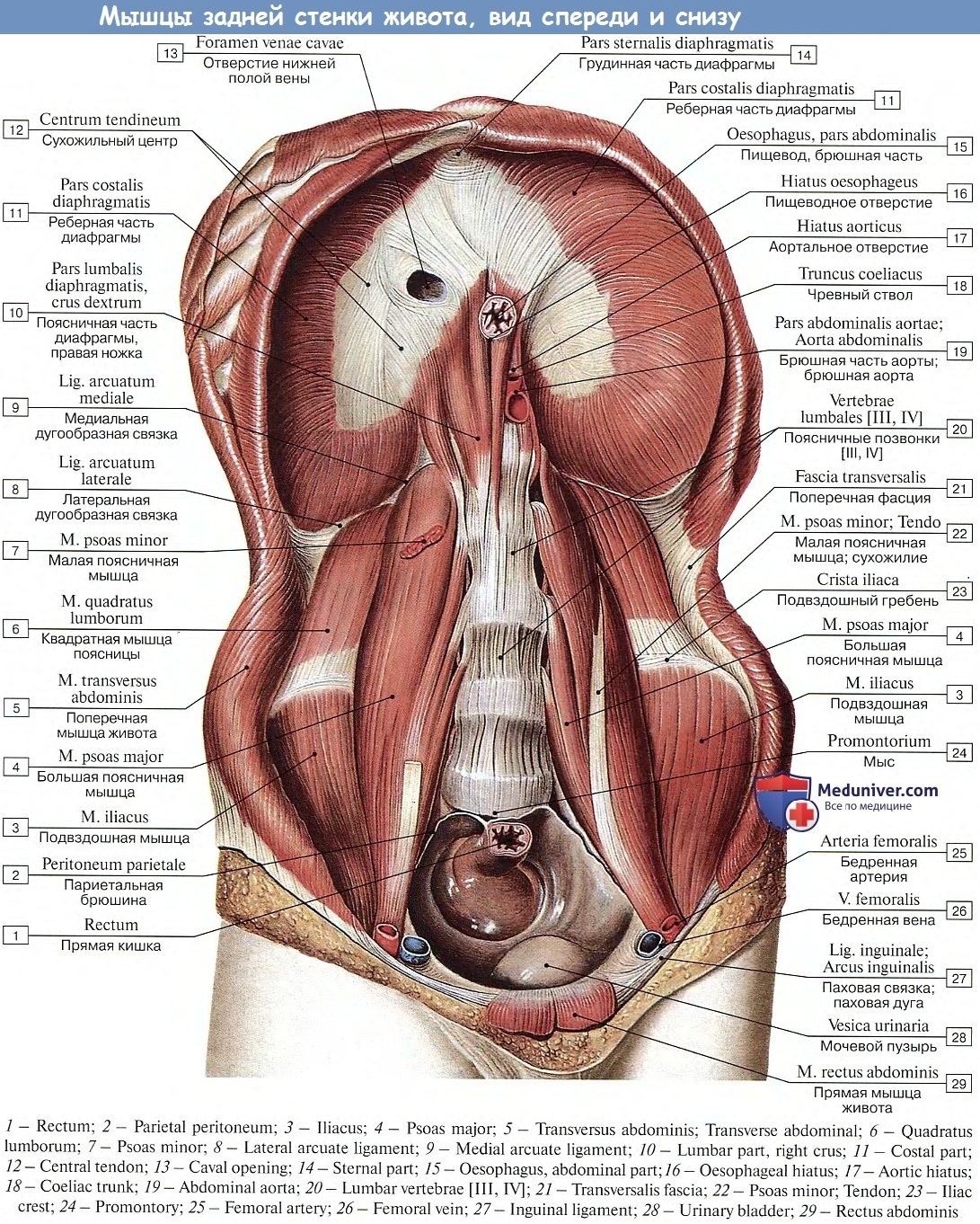 Диафрагма вид снизу анатомия