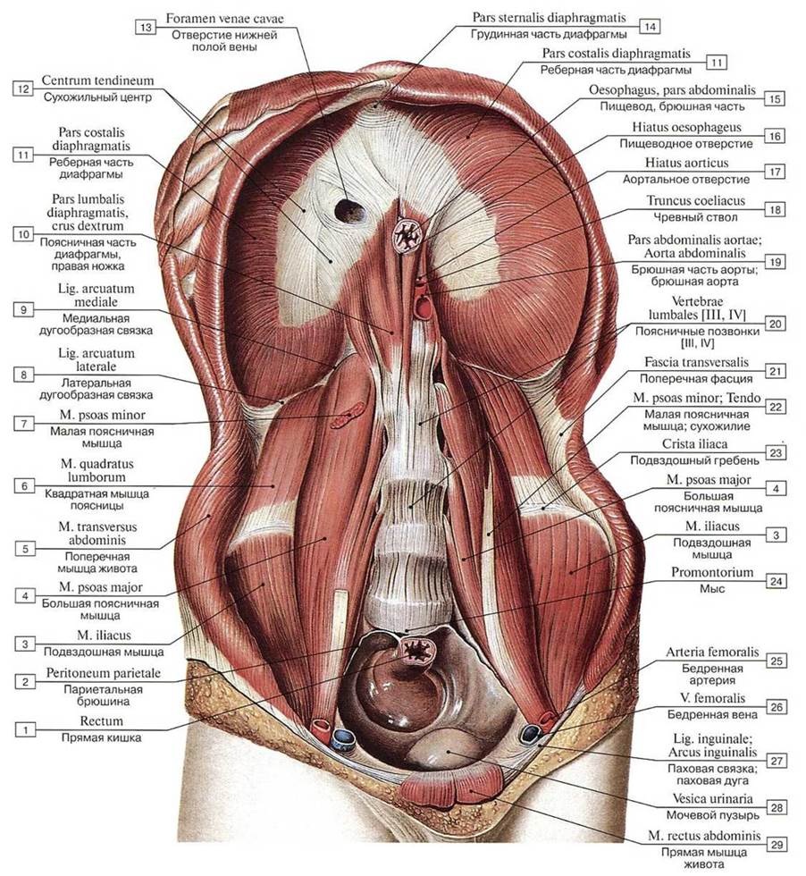 Тамара Мальцева hairy pussy