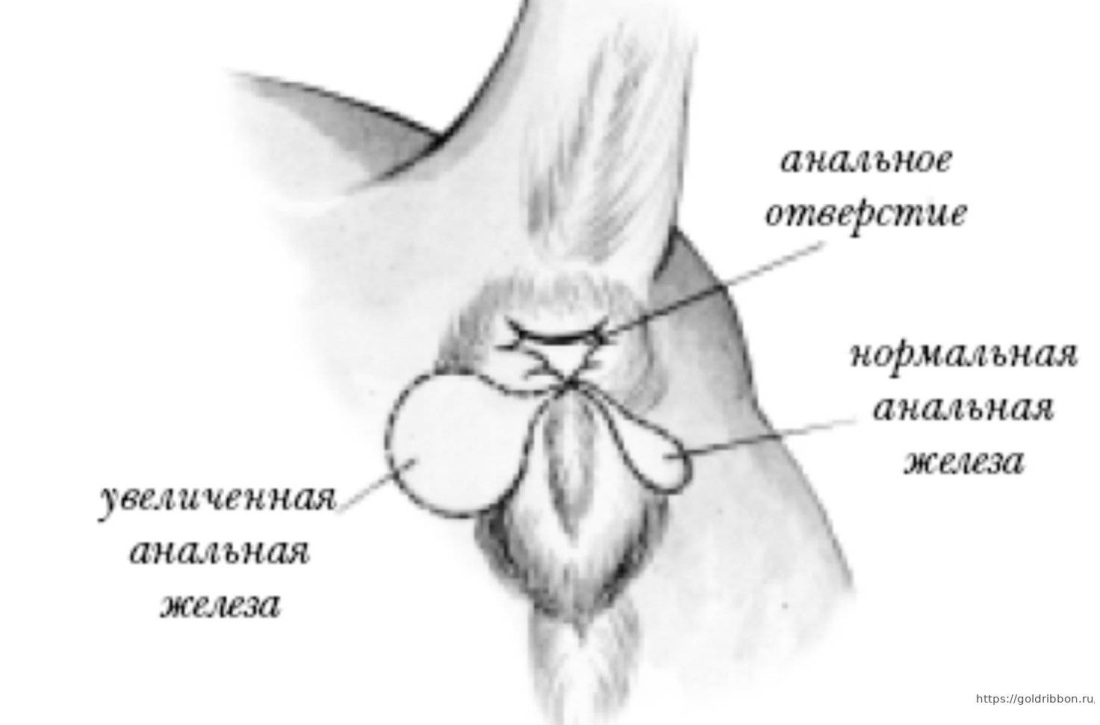 Параанальная железа у собак