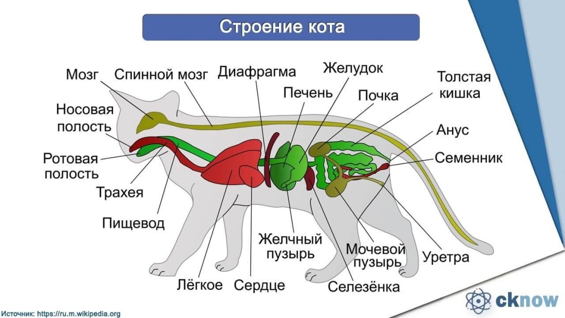 Внутреннее строение кошки
