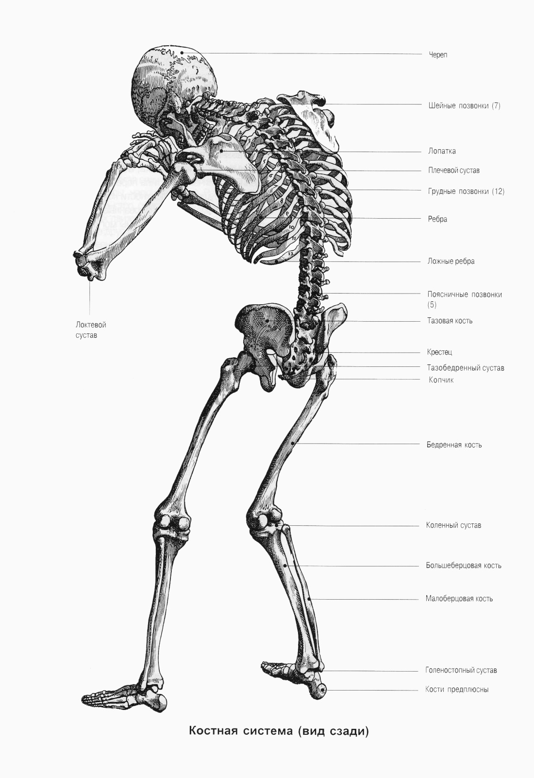 Строение скелета спины сзади у человека