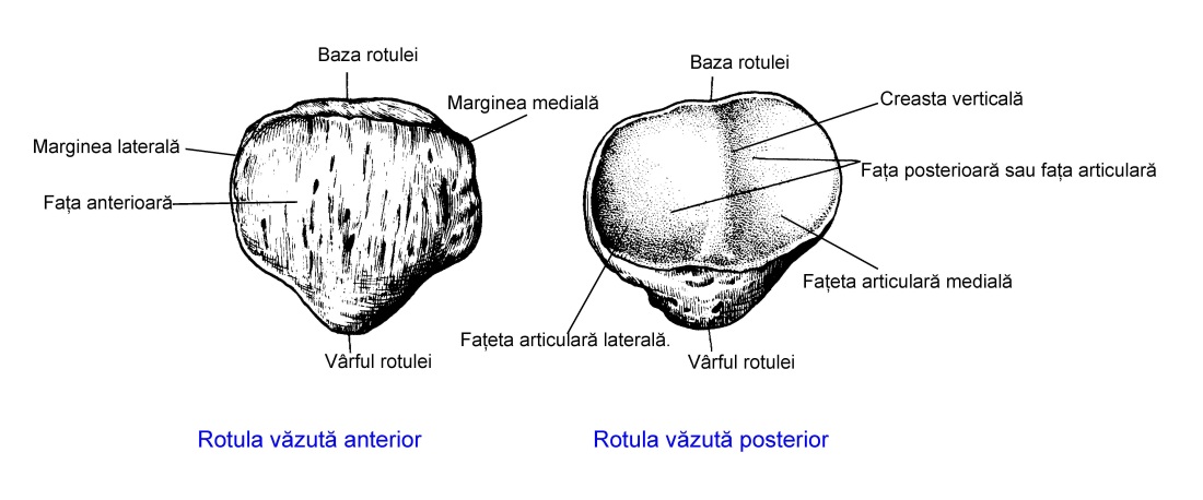 Надколенник анатомия