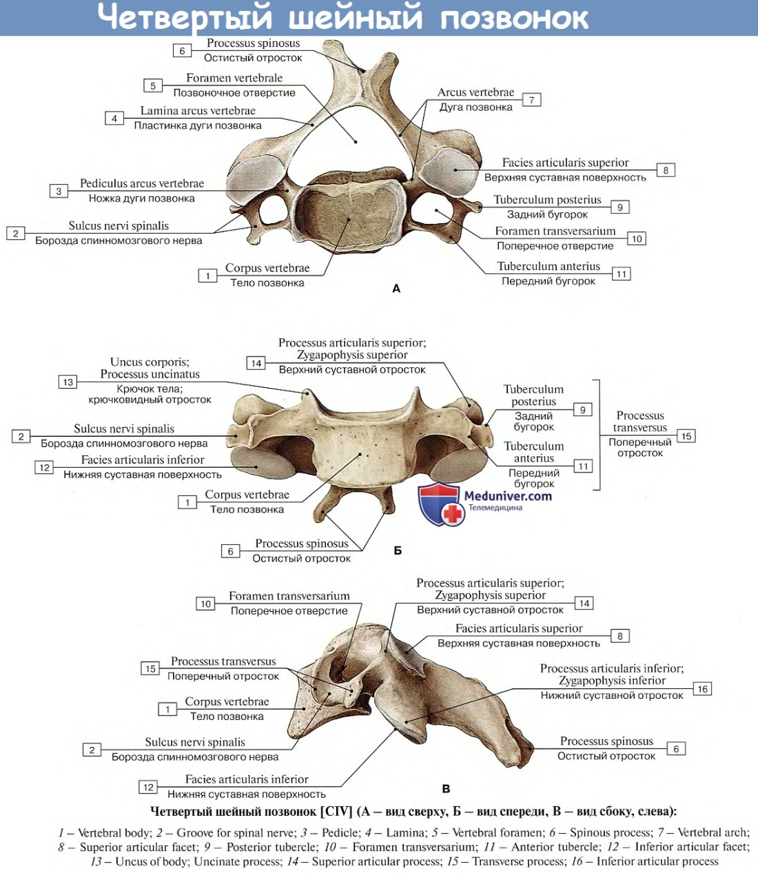 Пятый шейный позвонок анатомия